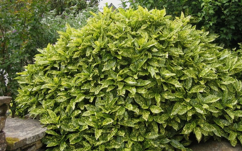  Gold Dust Aucuba (Japanese Laurel) - 1 Gallon Pot