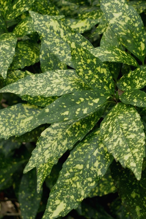  Gold Dust Aucuba (Japanese Laurel) - 1 Gallon Pot