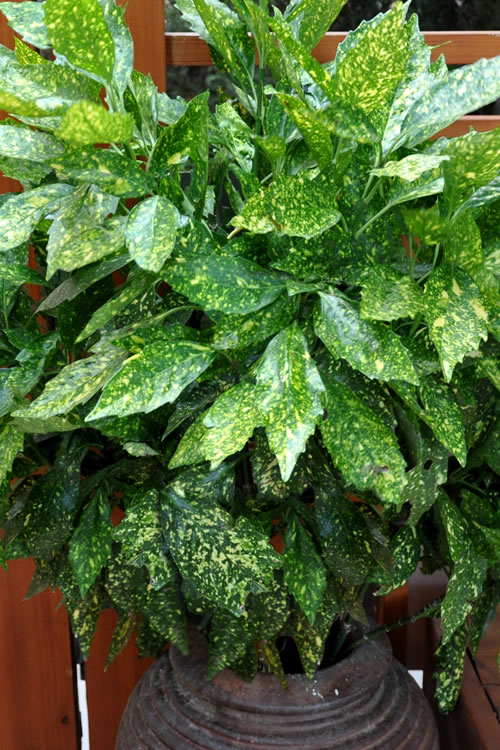  Gold Dust Aucuba - Japanese Laurel - 3 Gallon Pot