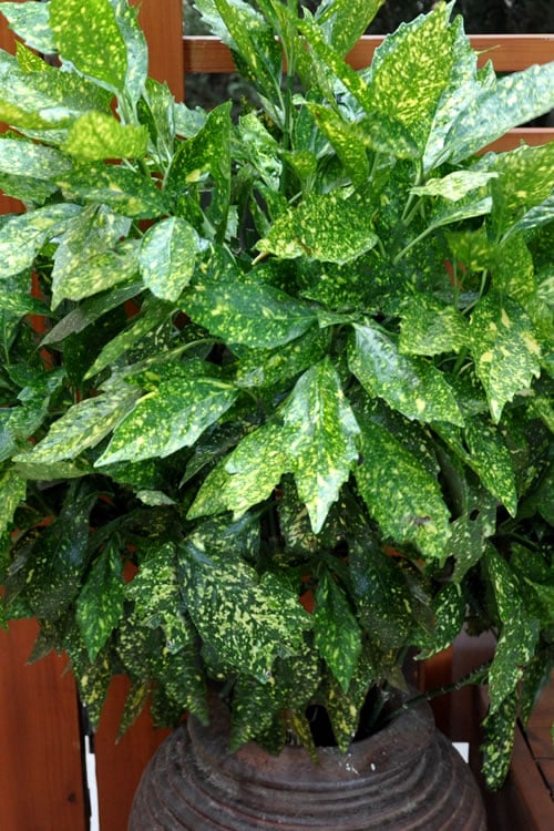  Gold Dust Aucuba - Japanese Laurel - 3 Gallon Pot