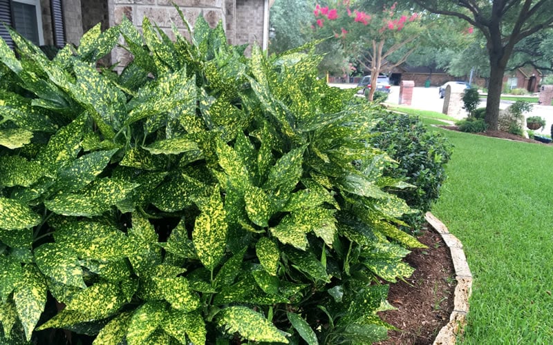  Gold Dust Aucuba - Japanese Laurel - 3 Gallon Pot