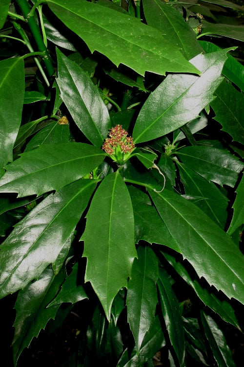  Sawtoothed Aucuba Serratifolia - 1 Gallon Pot