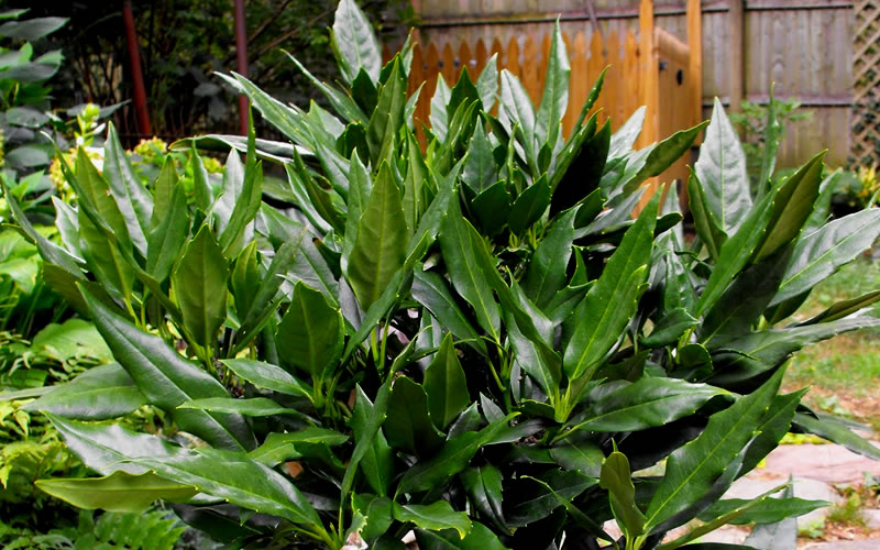  Sawtoothed Aucuba Serratifolia - 3 Gallon Pot