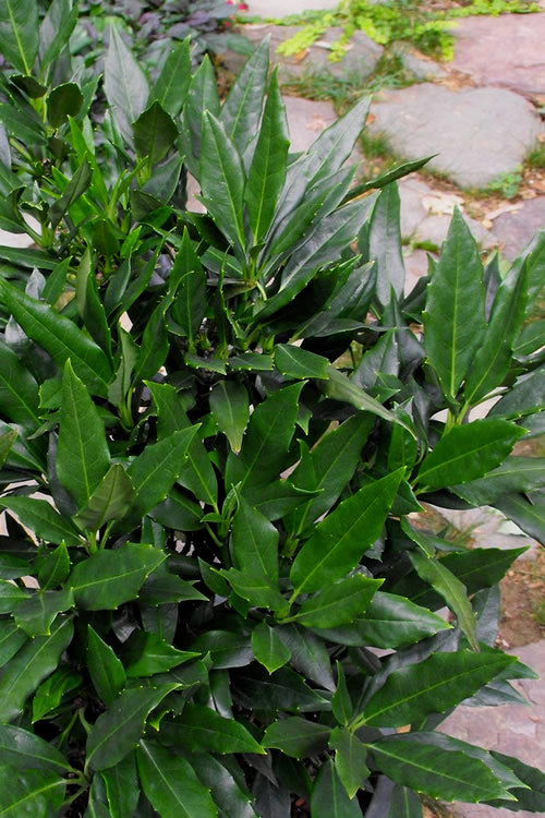  Sawtoothed Aucuba Serratifolia - 3 Gallon Pot