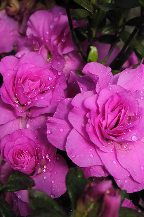  Amelia Rose Azalea - 3 Gallon Pot