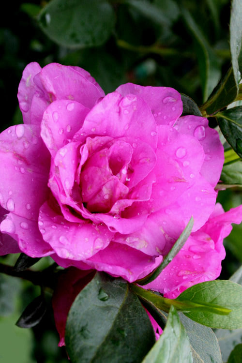  Amelia Rose Azalea - 3 Gallon Pot