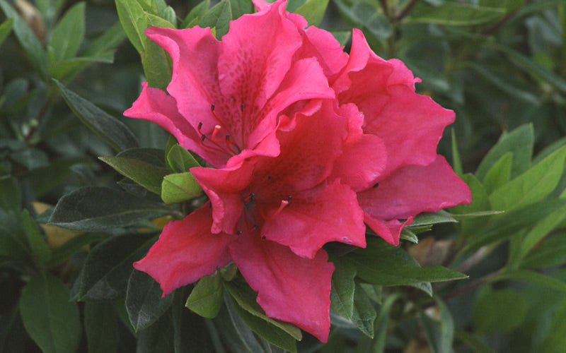  Brilliant Southern Indica Azalea - 6 Pack Of 1 Gallon Pots
