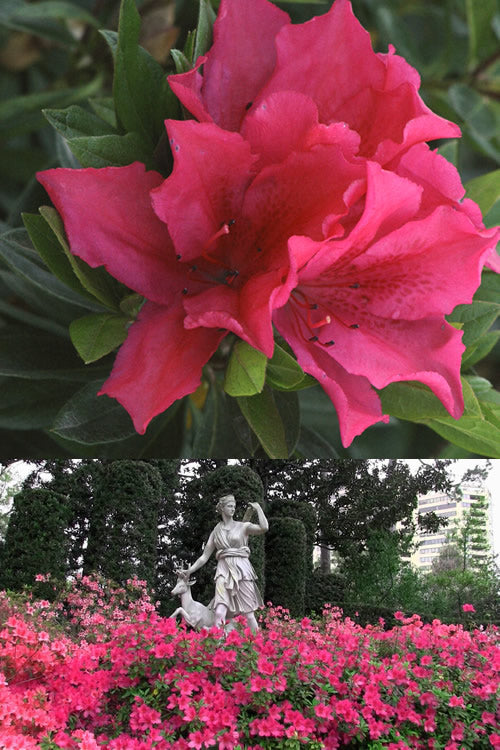  Brilliant Southern Indica Azalea - 6 Pack Of 1 Gallon Pots