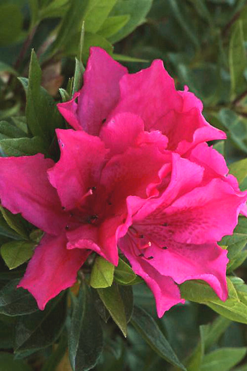  Brilliant Southern Indica Azalea - 6 Pack Of 1 Gallon Pots