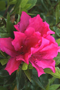  Brilliant Southern Indica Azalea - 1 Gallon Pot