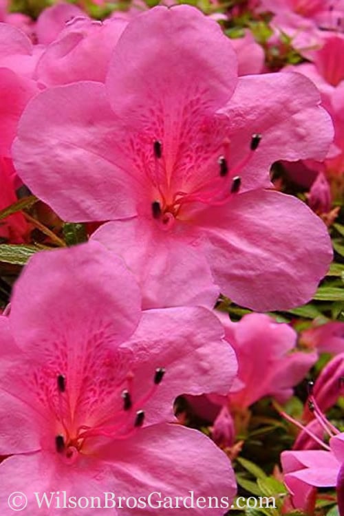  Chinzan Dwarf Azalea - 3 Gallon Pot 