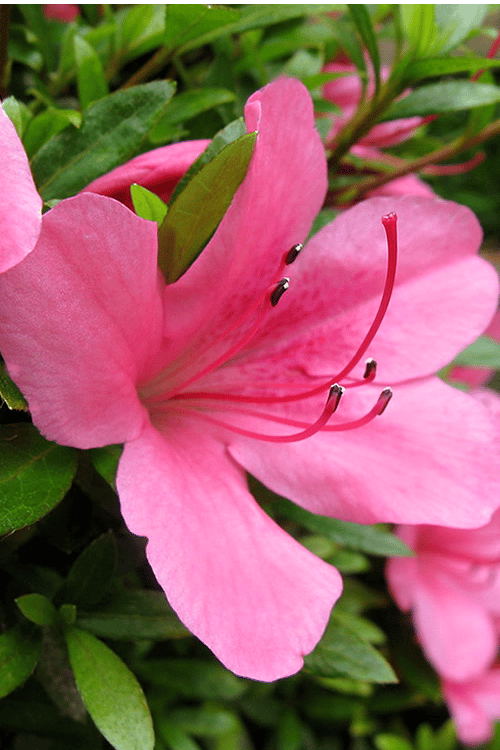  Chinzan Dwarf Azalea - 3 Gallon Pot 