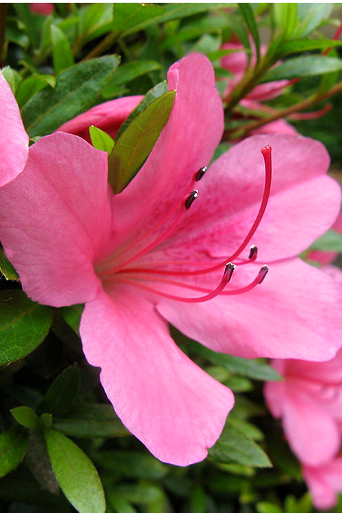  Chinzan Dwarf Azalea - 1 Gallon Pot