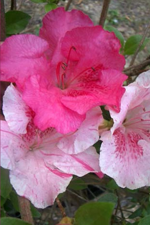  Conversation Piece Azalea - 1 Gallon Pot