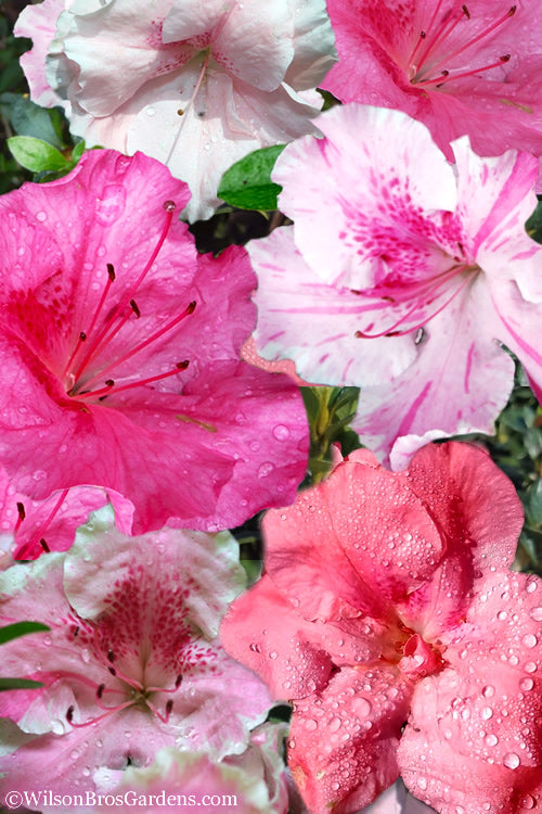  Conversation Piece Azalea - 1 Gallon Pot