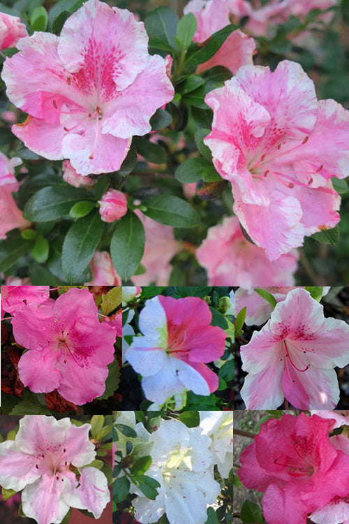  Conversation Piece Azalea - 1 Gallon Pot