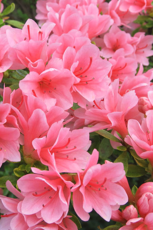  Coral Bells Azalea - 2 Gallon Pot