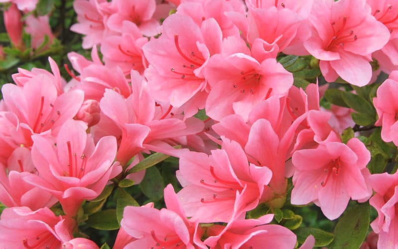  Coral Bells Azalea - 1 Gallon Pot