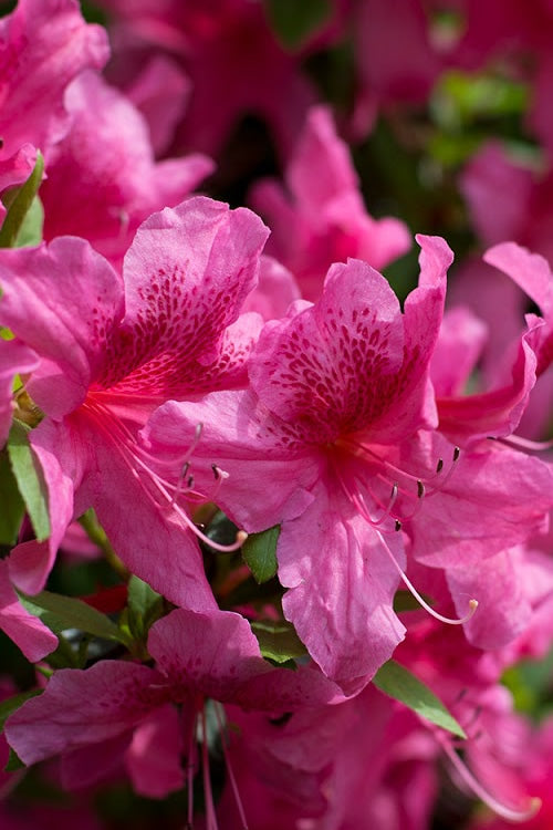  Orchid Showers Deja Bloom Azalea - 1 Gallon Pot
