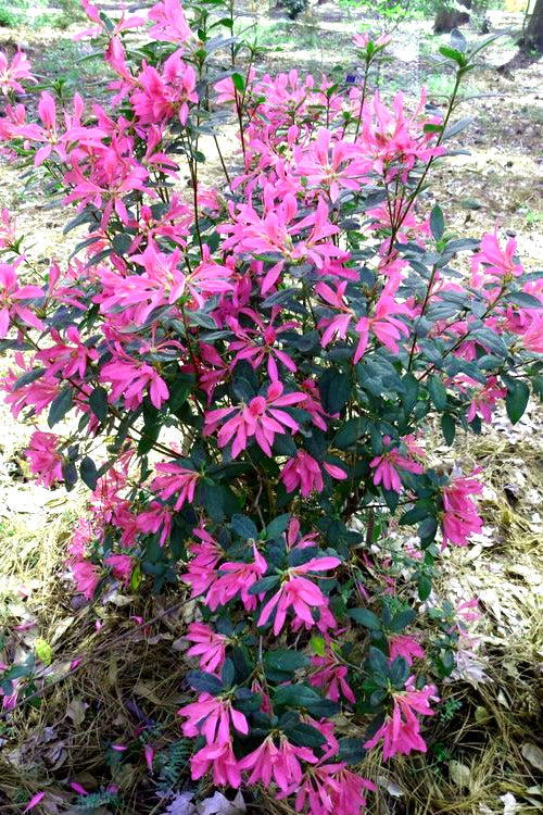  Pink Ribbons Deja Bloom Azalea - 1 Gallon Pot