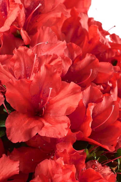  Red Tiara Deja Bloom Azalea - 1 Gallon Pot