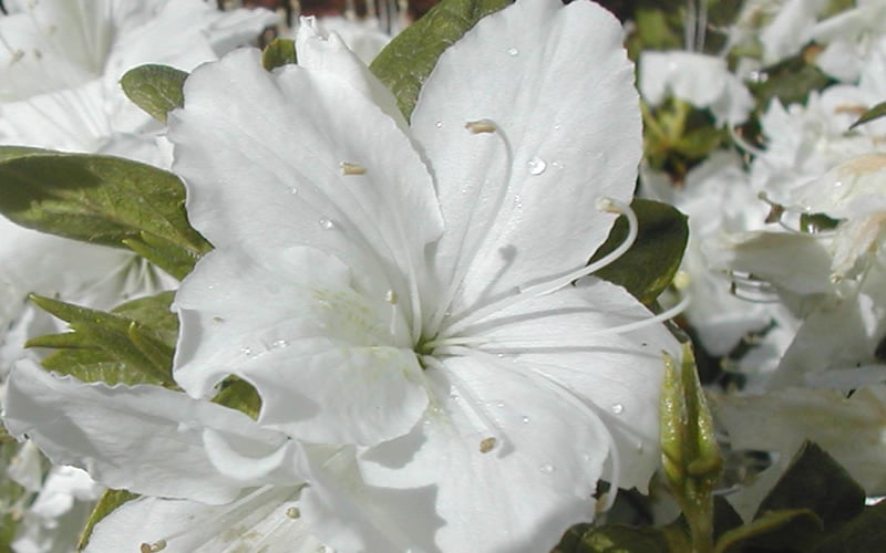  Delaware Valley White Azalea - 6 Pack Of 1 Gallon Pots