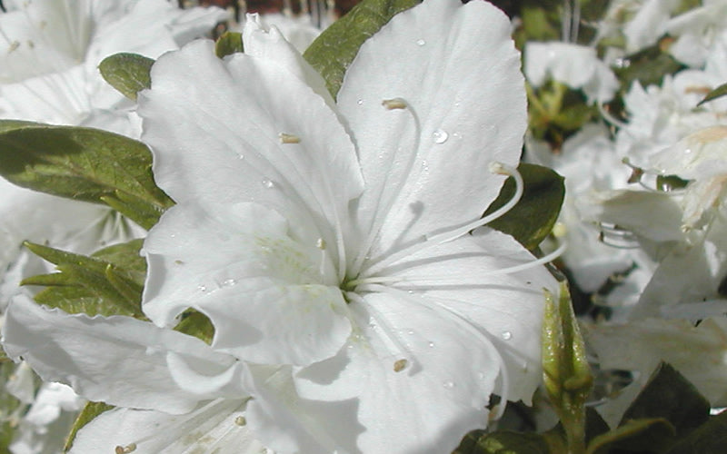  Delaware Valley White Azalea - 1 Gallon Pot