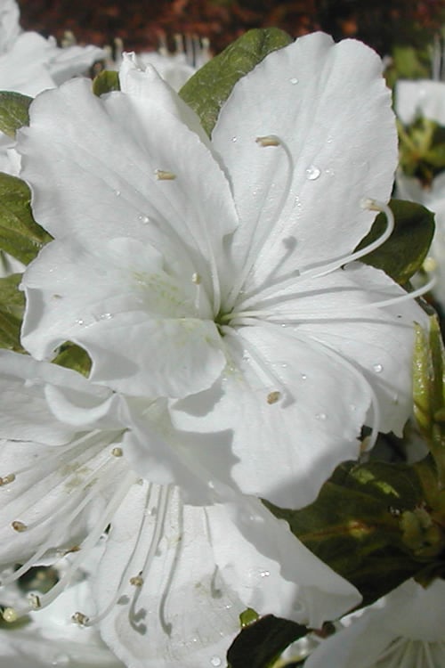  Delaware Valley White Azalea - 6 Pack Of 1 Gallon Pots