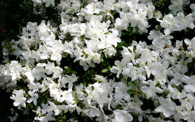  Delaware Valley White Azalea - 6 Pack Of 1 Gallon Pots