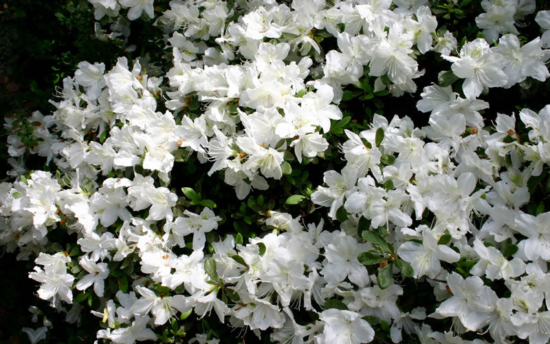  Delaware Valley White Azalea - 1 Gallon Pot