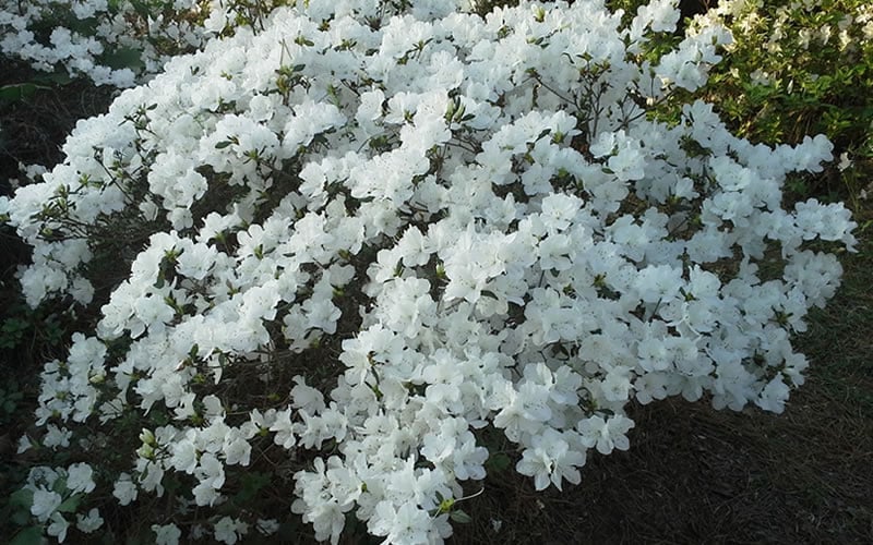  Delaware Valley White Azalea - 6 Pack Of 1 Gallon Pots
