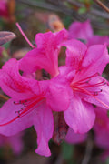  Autumn Amethyst Encore Azalea - 2 Gallon Pot