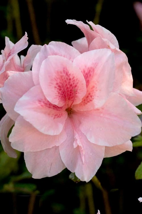  Autumn Belle Encore Azalea - 6 Pack Of 1 Gallon Pots