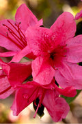  Autumn Cheer Encore Azalea - 6 Pack Of 1 Gallon Pots