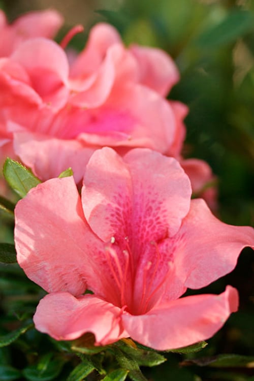  Autumn Coral Encore Azalea - 2 Gallon Pot