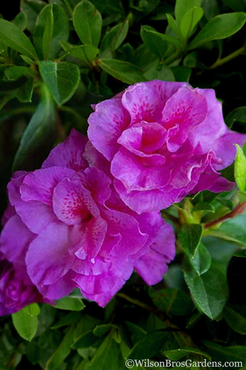  Autumn Majesty Encore Azalea - 1 Gallon Pot