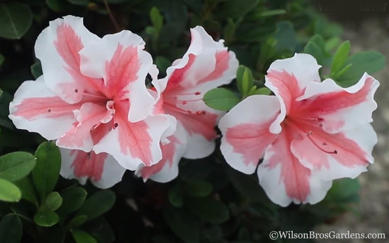  Autumn Starburst Encore Azalea - 3 Gallon Pot
