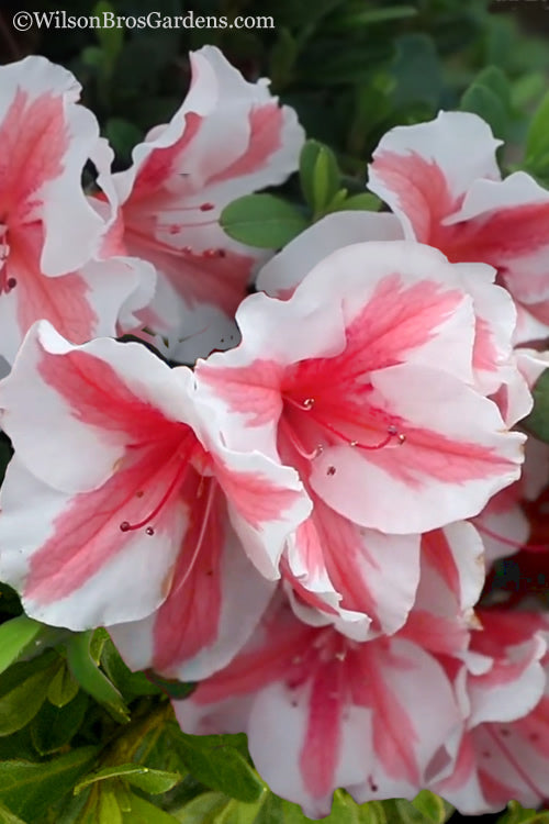  Autumn Starburst Encore Azalea -6 Pack Of 1 Gallon Pots