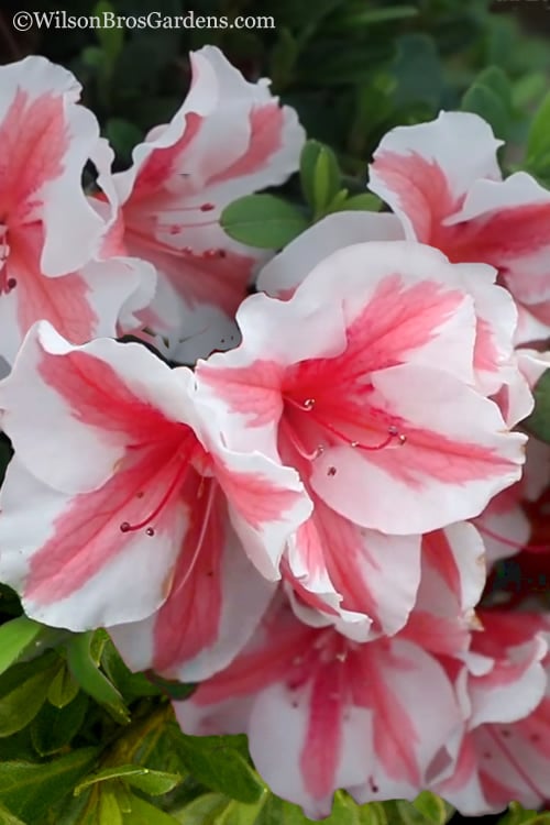  Autumn Starburst Encore Azalea - 1 Gallon Pot