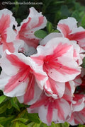  Autumn Starburst Encore Azalea - 1 Gallon Pot