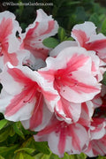  Autumn Starburst Encore Azalea - 3 Gallon Pot