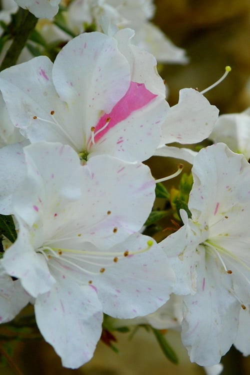  Autumn Starlite Encore Azalea - 6 Pack Of 1 Gallon Pots