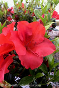  Fireside Red Bloom 'N Again Azalea - 2 Gallon Pot