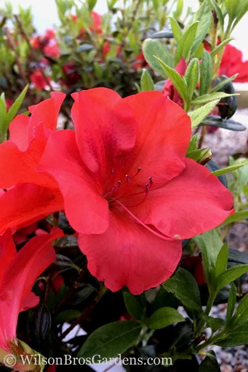  Fireside Red Bloom 'N Again Azalea - 2 Gallon Pot