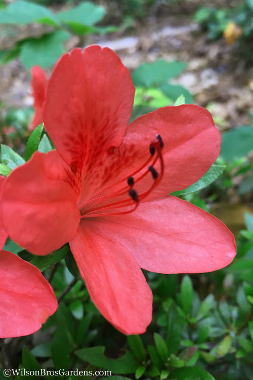  Flame Creeper Dwarf Spreading Azalea - 3 Gallon Pot