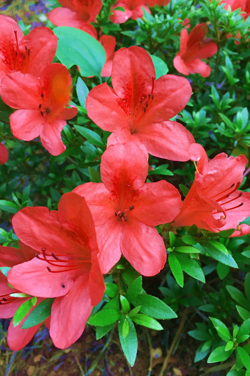  Flame Creeper Dwarf Spreading Azalea - 3 Gallon Pot