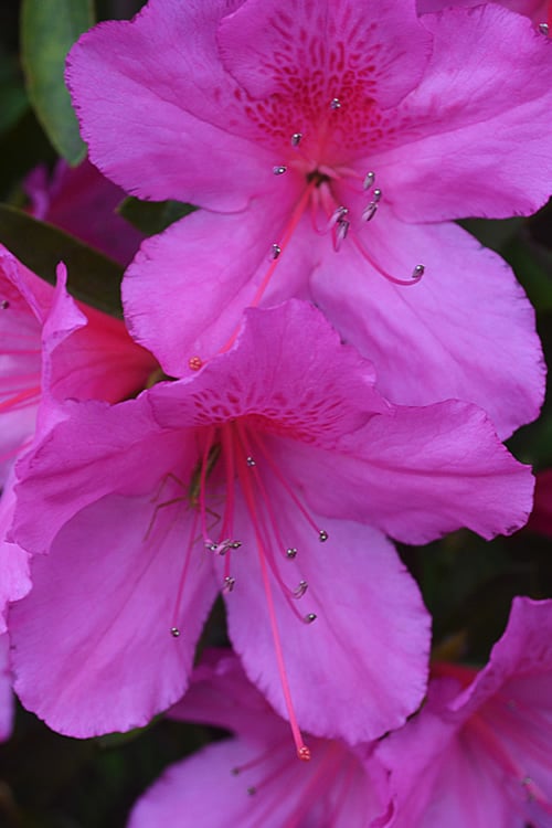  Formosa Southern Indica Azalea - 1 Gallon Pot