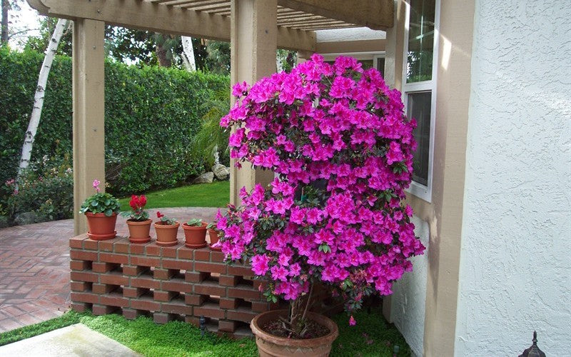  Formosa Southern Indica Azalea - 3 Gallon Pot