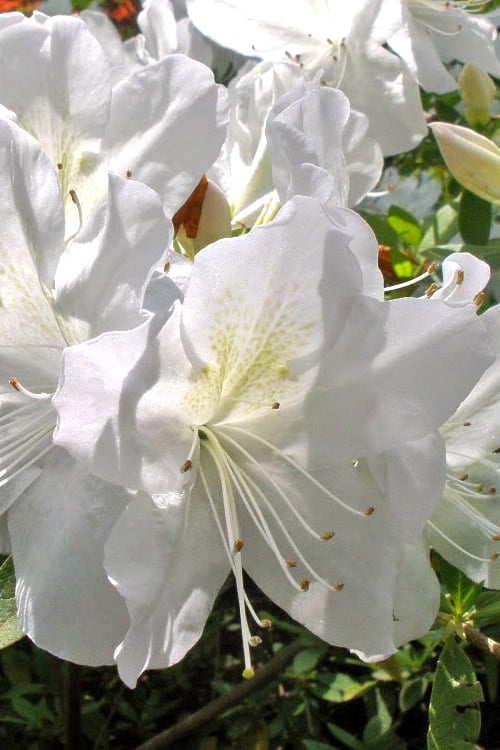  Mrs. G.G. Gerbing White Southern Indica Azalea - 3 Gallon Pot