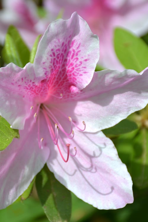  George L. Taber Southern Indica Azalea - 3 Gallon Pot